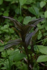 Epipactis purpurata