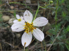 Cosmos landii