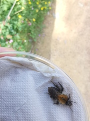 Bombus