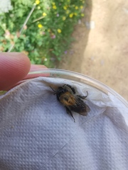 Bombus