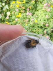 Bombus