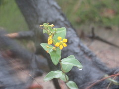 Aspicarpa hirtella