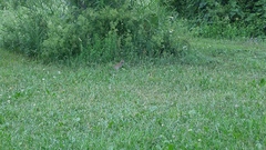 Melospiza melodia image