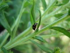 Brachiacantha ursina