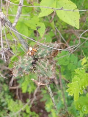 Acanthocereus fosterianus