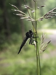 Neoitamus socius