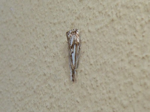 Chequered Grass-veneer photo 5