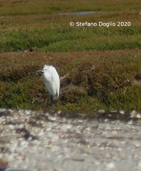 Egretta garzetta