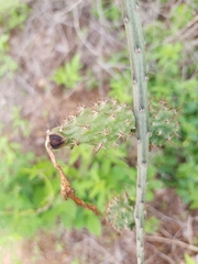 Acanthocereus fosterianus
