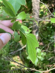 Exobasidium vaccinii