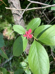 Exobasidium vaccinii