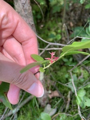 Exobasidium vaccinii