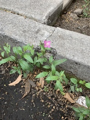 Oenothera rosea