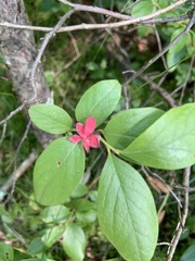 Exobasidium vaccinii