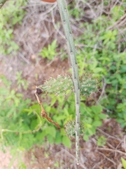 Acanthocereus fosterianus