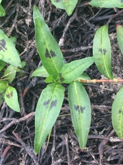 Persicaria maculosa