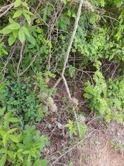 Acanthocereus fosterianus
