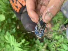 Cambarus monongalensis