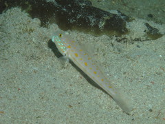 Valenciennea puellaris