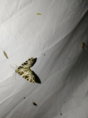 Eustroma reticulata