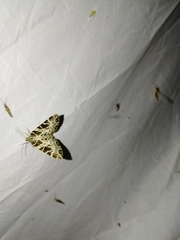 Eustroma reticulata