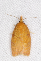 Cenopis reticulatana