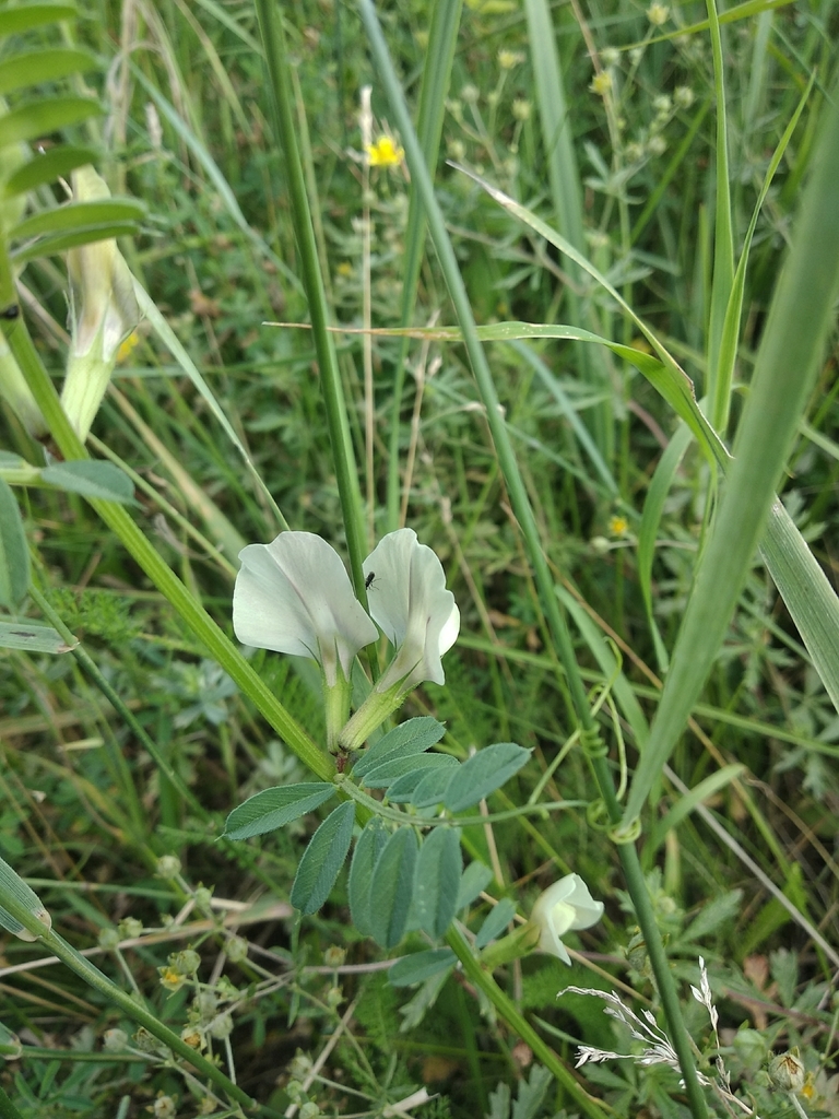 Large yellow vetch from Берегово, Закарпатская обл. (р-н Великого ...