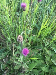 Cirsium heterophyllum