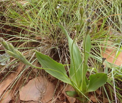 Hypoxis galpinii