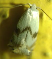 Pseudopostega crepusculella