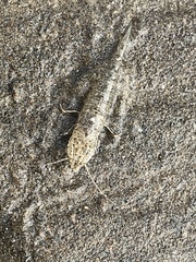 Crangonidae