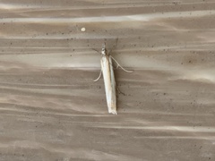 Crambus sargentellus