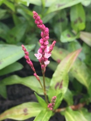 Persicaria maculosa