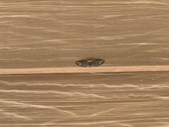 Eupithecia flavigutta