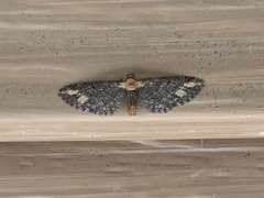 Eupithecia flavigutta