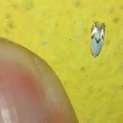 Pseudopostega crepusculella