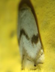 Pseudopostega crepusculella