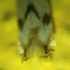 Pseudopostega crepusculella