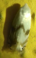 Pseudopostega crepusculella