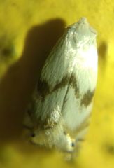 Pseudopostega crepusculella