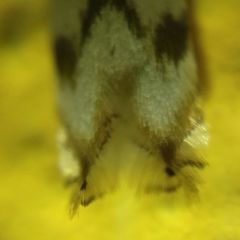 Pseudopostega crepusculella