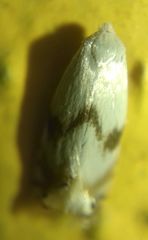 Pseudopostega crepusculella