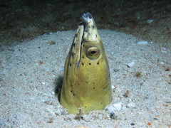 Ophichthus altipennis