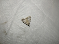 Scoparia basistrigalis