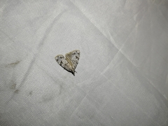 Scoparia basistrigalis