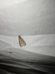 Scoparia basistrigalis