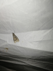 Scoparia basistrigalis