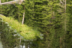 Triantha occidentalis