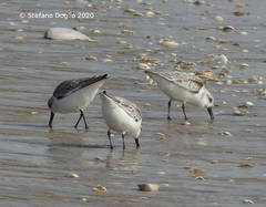 Calidris alba