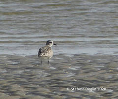 Pluvialis squatarola